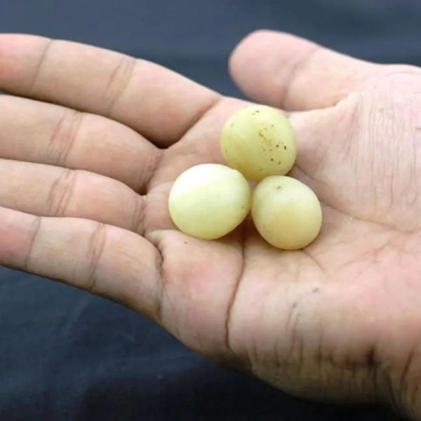 Rooster Pearls - Type A1
