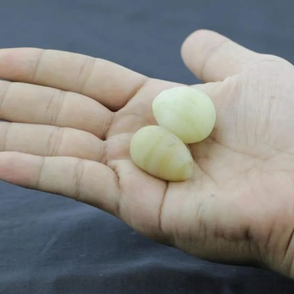 Rooster Pearls - Type A2