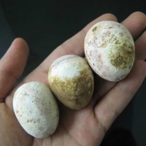 Jungle Chicken Pearl - Type A2