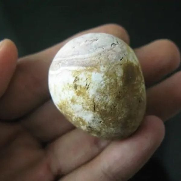 Jungle Chicken Pearl - Type A2 - Image 2