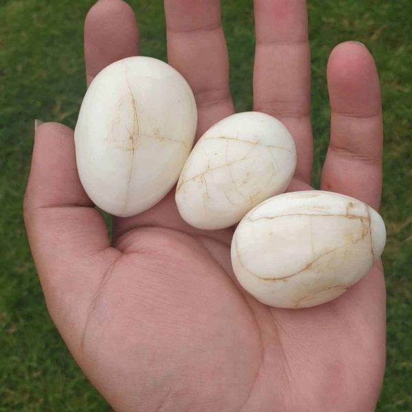 White Chicken Pearls - Type A