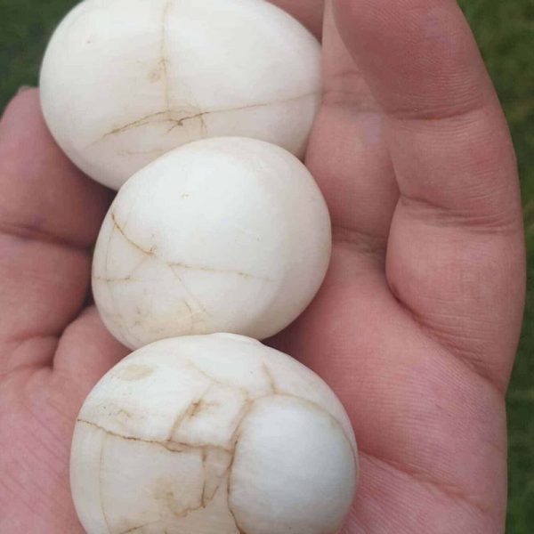 White Chicken Pearls - Type A - Image 2