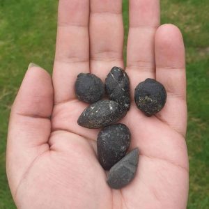 Black Chicken Pearls - Type A (Ayam Cemani)