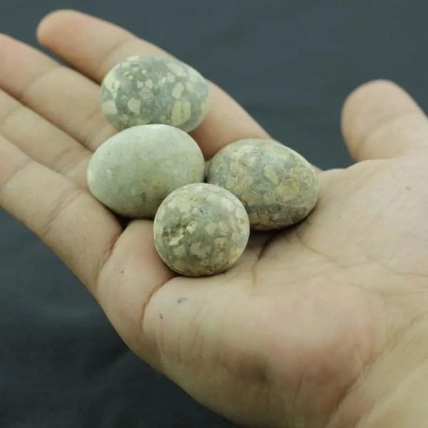 Fossilized Quail Eggs - Type C