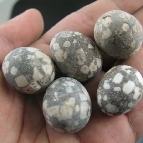 Fossilized Quail Eggs - Type B