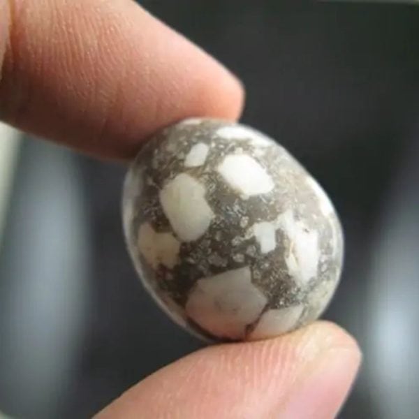 Fossilized Quail Eggs - Type B