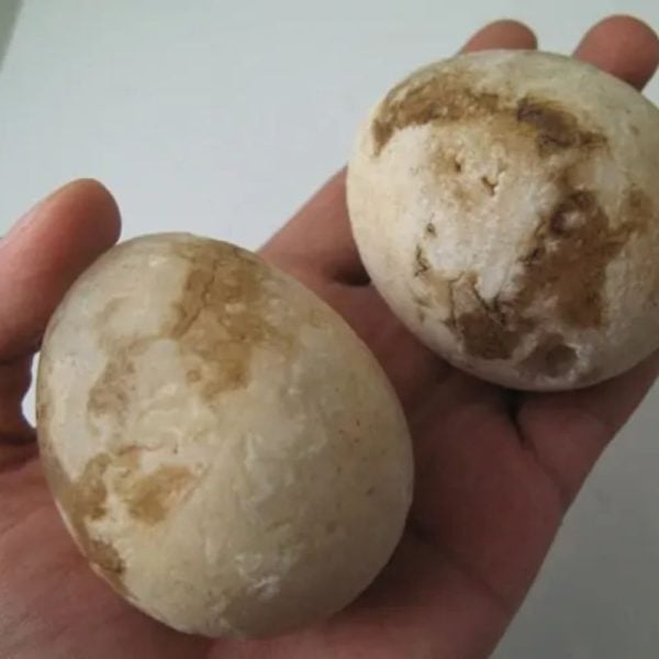 Goose Pearl - Type A1 (Round Egg Shaped)