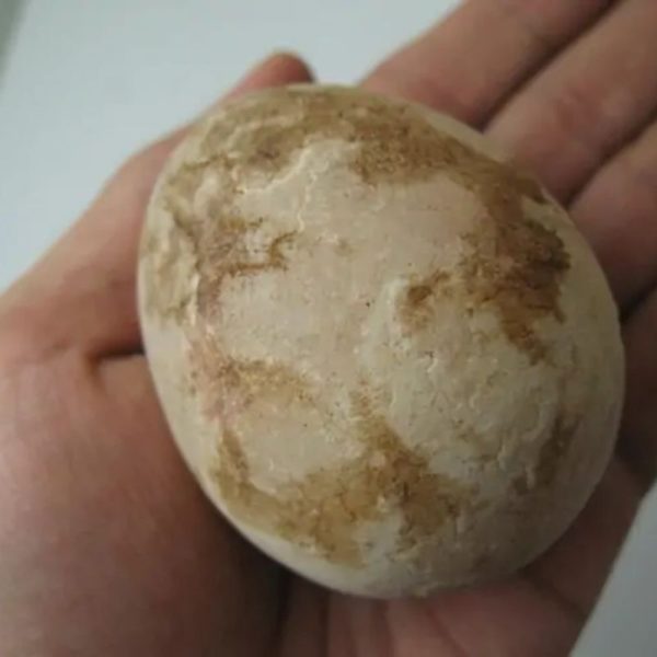 Goose Pearl - Type A1 (Round Egg Shaped) - Image 3