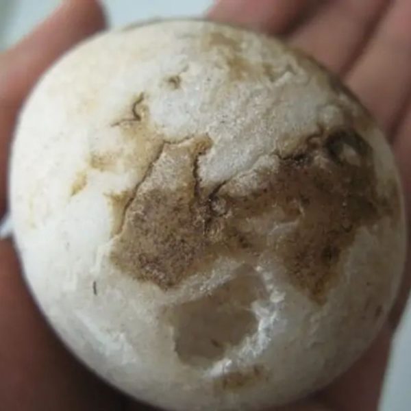 Goose Pearl - Type A1 (Round Egg Shaped) - Image 2