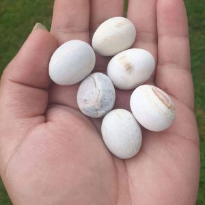 Turtle Dove Pearl - Type A
