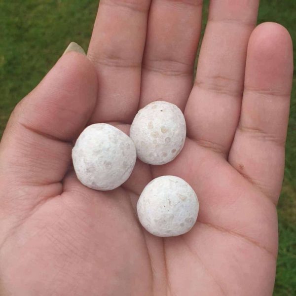 Turtle Dove Pearl - Type B