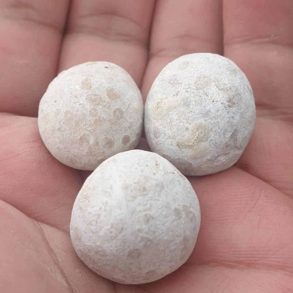 Turtle Dove Pearl - Type B