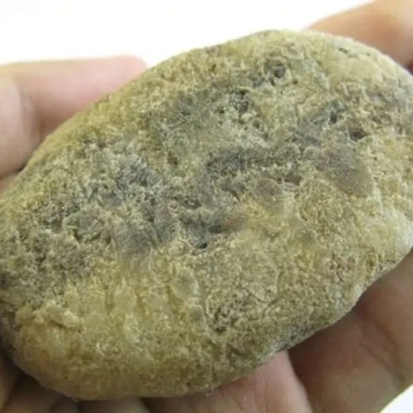 Grouse Pearl - Type B1 - Image 3