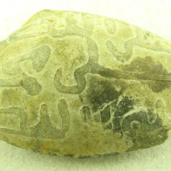 Tiger Siluman Pearl - Type A1 - Image 4