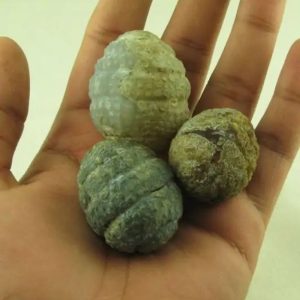 Tiger Siluman Pearls - Type B