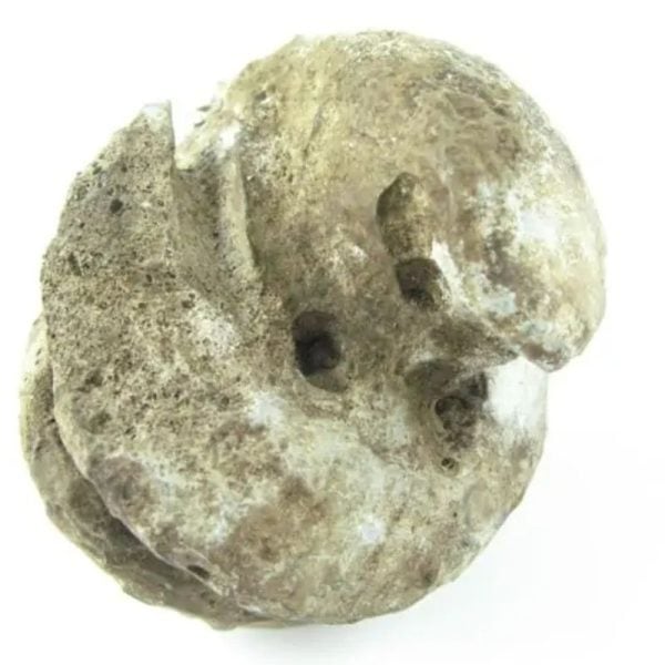 Cobra Siluman Pearl - Type C4 - Image 6