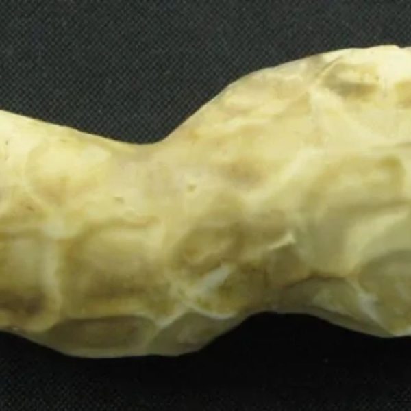 Cobra Siluman Pearl - Type B1.2 - Image 6