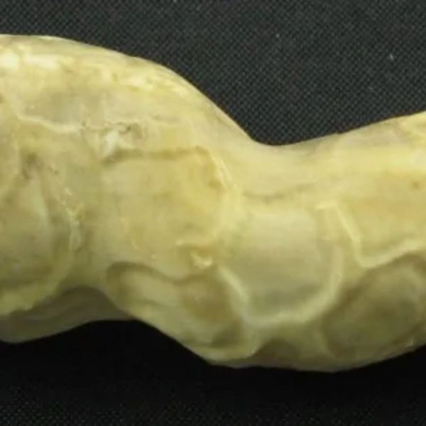 Cobra Siluman Pearl - Type B1.2 - Image 5