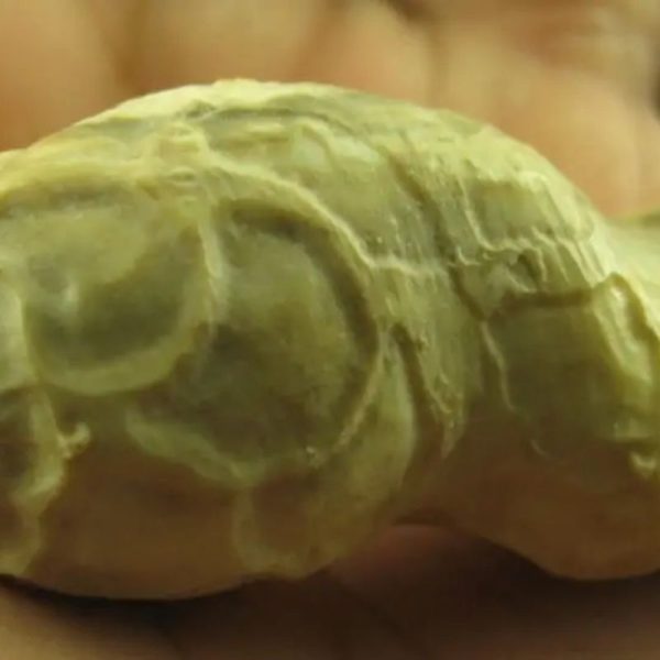 Cobra Siluman Pearl - Type B1.2 - Image 3