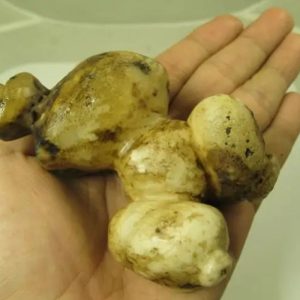White God Monkey Pearl - Type C21