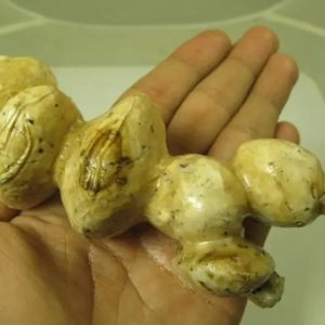 White God Monkey Pearl - Type C20