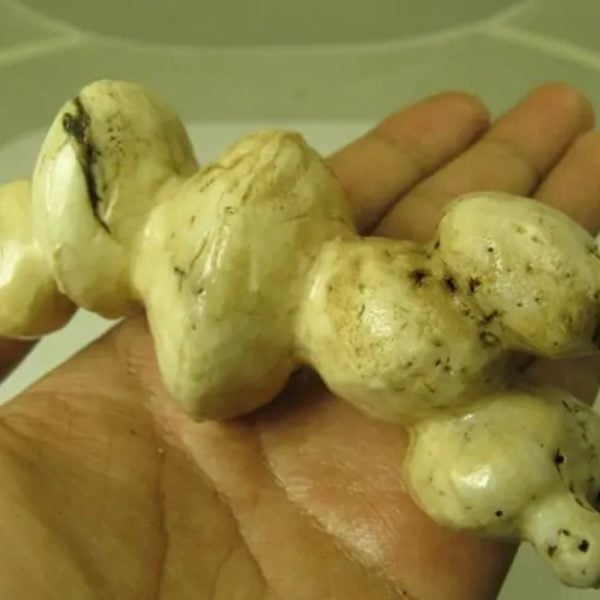 White God Monkey Pearl - Type C20 - Image 3