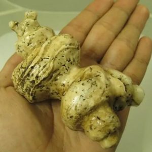 White God Monkey Pearl - Type C19