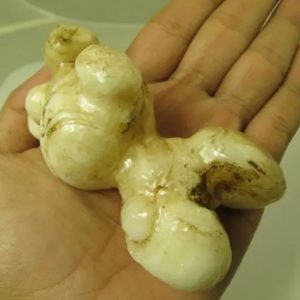 White God Monkey Pearl - Type C17