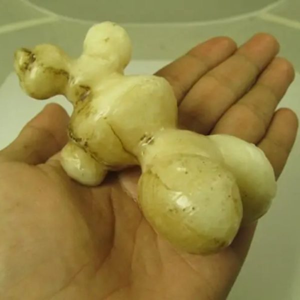 White God Monkey Pearl - Type C17 - Image 3