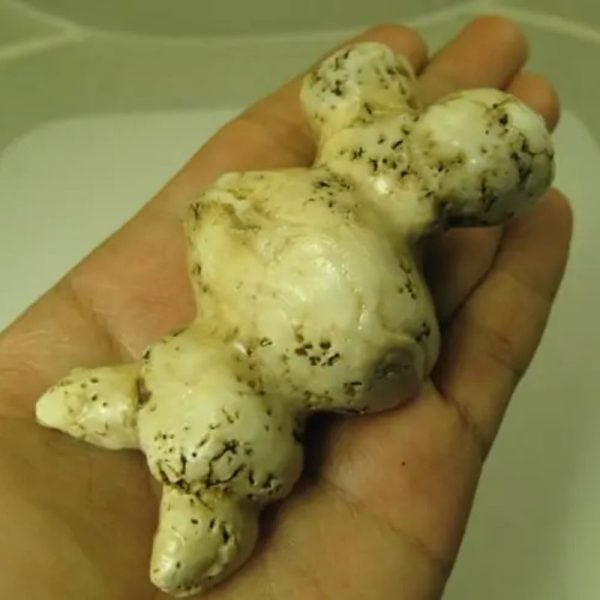 White God Monkey Pearl - Type C13 - Image 3