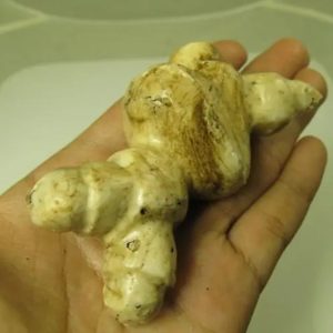 White God Monkey Pearl - Type C12