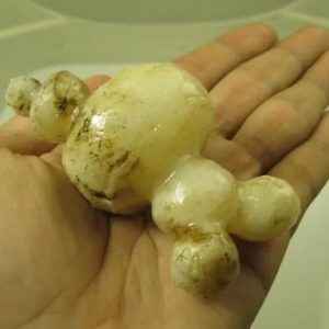 White God Monkey Pearl - Type C10