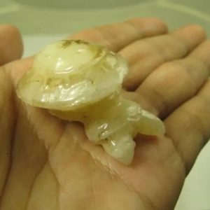 White God Monkey Pearl - Type C2