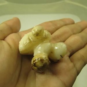 White God Monkey Pearl - Type C1