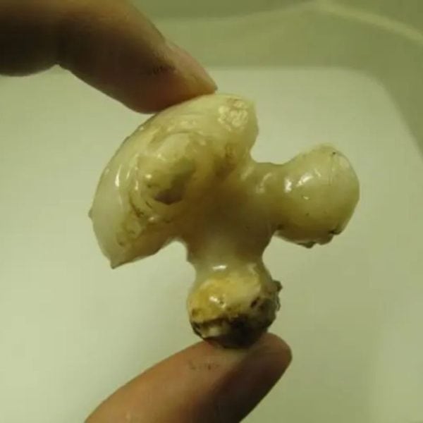 White God Monkey Pearl - Type C1 - Image 2