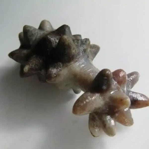 Monkey God Pearl - Type B4 - Image 2