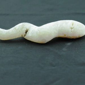 Fossilized Moak Siluman - Type B1