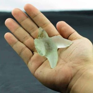 Fossilized Siluman Bird - Type A9