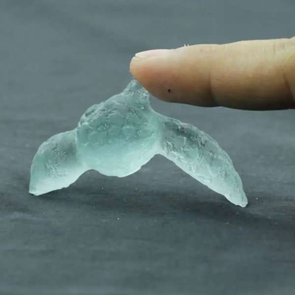 Fossilized Siluman Bird - Type A19 - Image 2