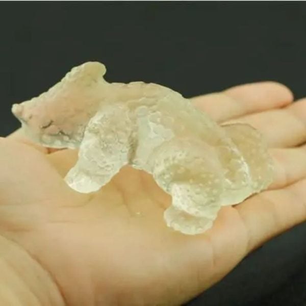 Fossilized Horned Nyambik - Type C6 - Image 4