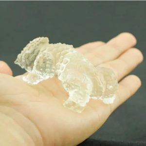 Fossilized Horned Nyambik - Type C8