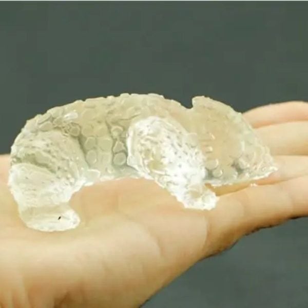 Fossilized Horned Nyambik - Type C8 - Image 4