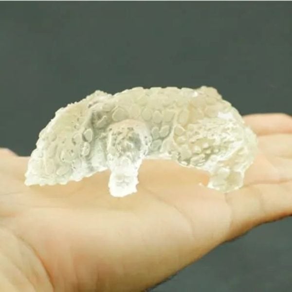 Fossilized Horned Nyambik - Type C8 - Image 3