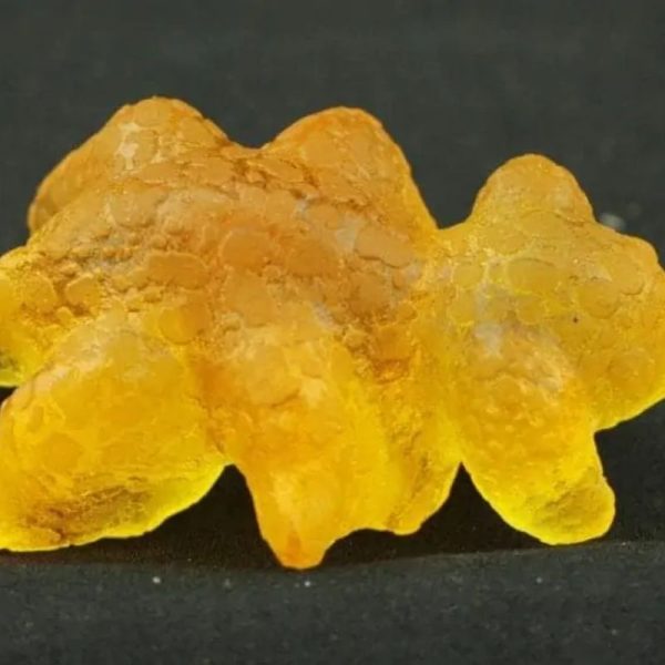 Fossilized Baby Nyambik Kencana - Type C4