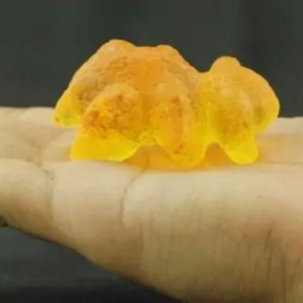 Fossilized Baby Nyambik Kencana - Type C4 - Image 3