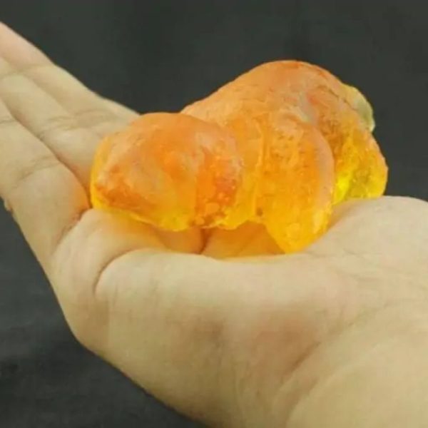 Fossilized Baby Nyambik Kencana - Type C1 - Image 2