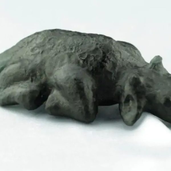 Fossilized Black Nyambik Buntung - Type D3 - Image 3