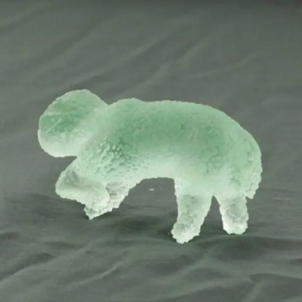 Fossilized Nyambik Siluman - Type A3 - Image 4