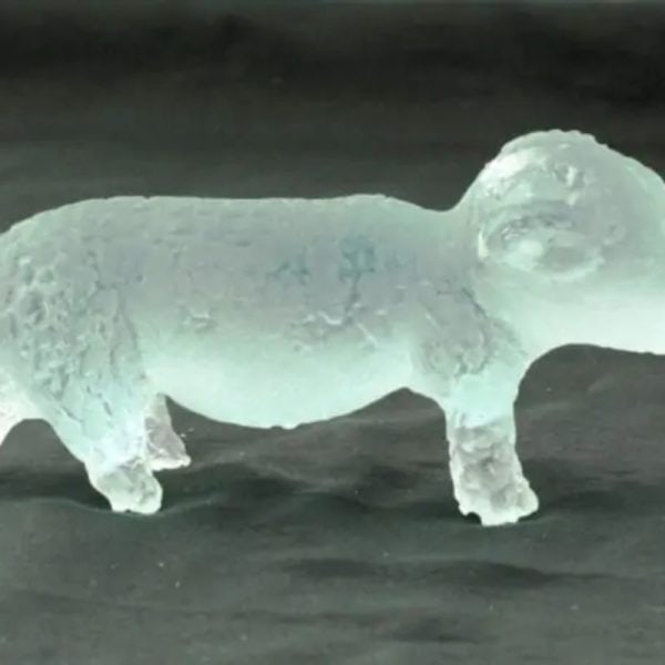 Fossilized Baby Nyambik Siluman - Type B8