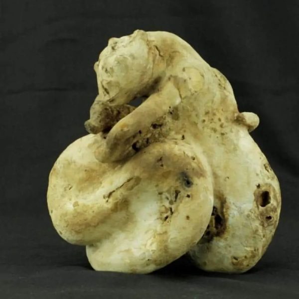 Fossilized Nini Blorong - Type B7---SOLD